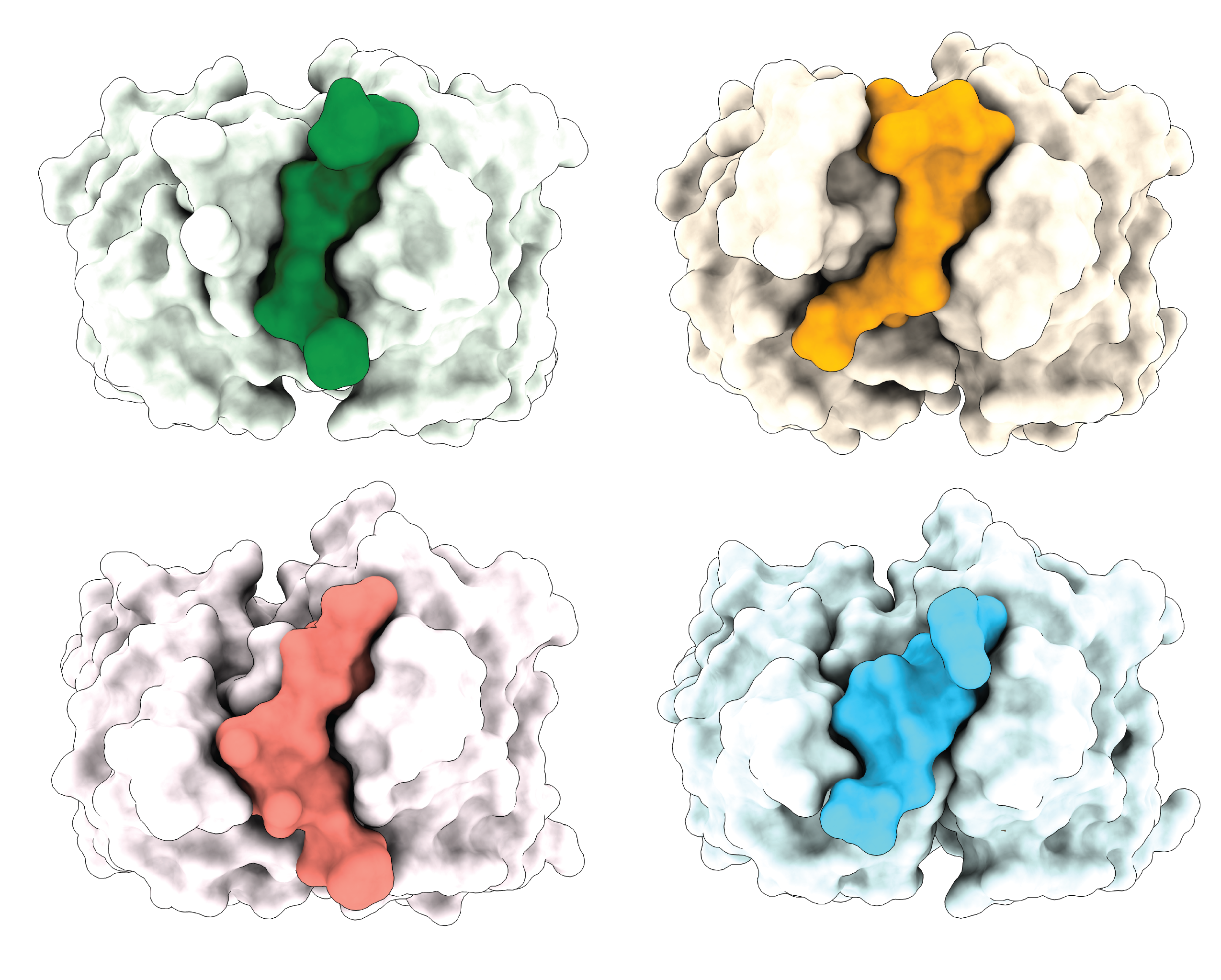 Four cloud-shaped illustrations showing the antigen bound to four different, smaller cloud-like shapes representing antibodies, colored in green, orange, pink and blue.