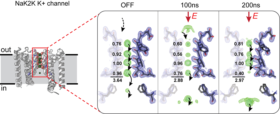 A diagram of a protein structure with an expanded look at one portion of the structure represented by three illustrations of ions.