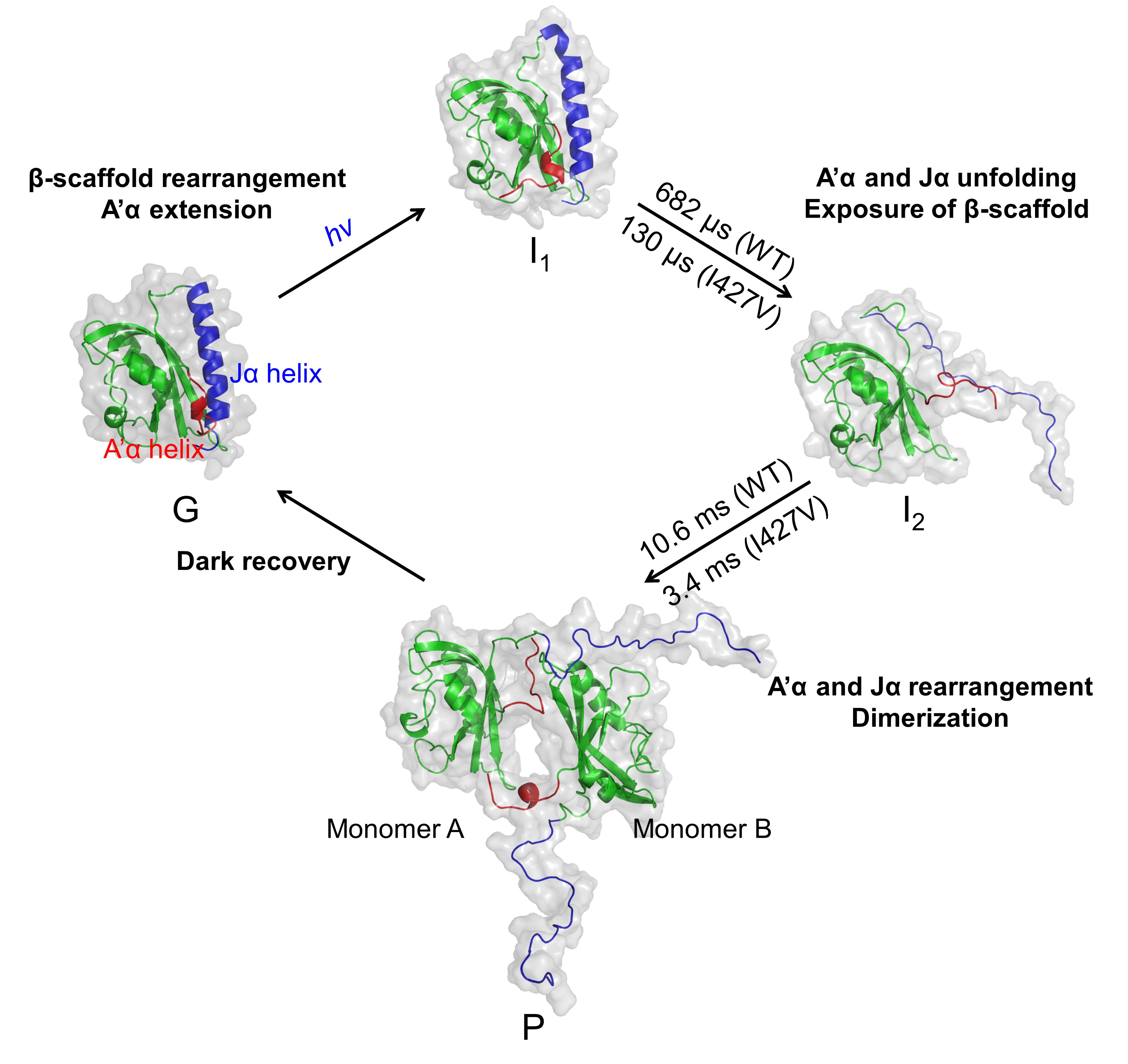 Four X-ray structures arranged in a circle, showing the cycle of structural changes.