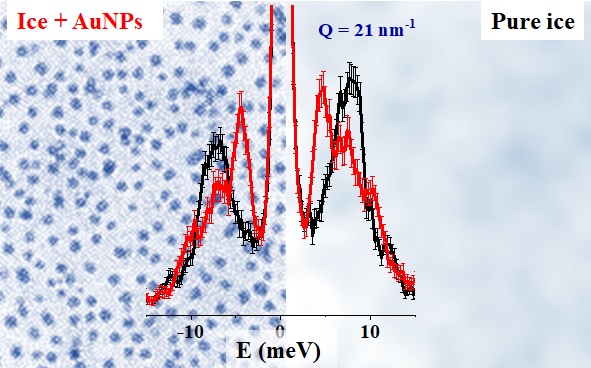 The phonon spectra of pure ice (black line with error bars) and the phonon spectra of ice with a sparse amount of gold nanoparticles (AuNPs) embedded in it (red line with error bars). A pictorial rendering of the two samples is shown in the background on the left and right sides, as indicated by the labels. The comparison demonstrates that even a sparse amount of AuNPs leads to evident transformations of phonon spectral features.