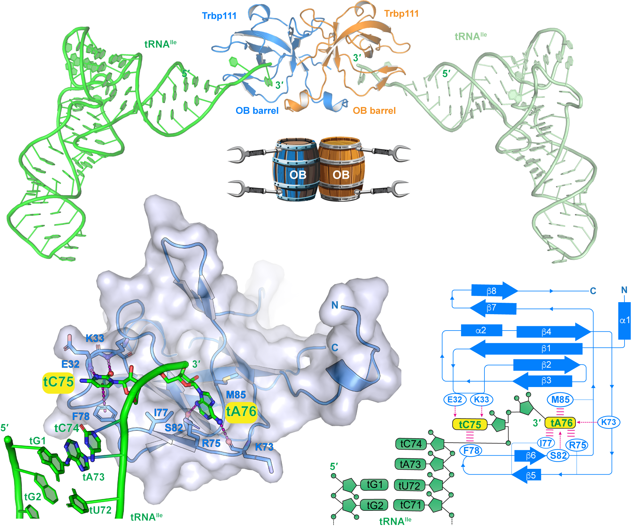 Several diagrams showing the OB beta barrel and its impact on tRNA.