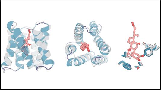 A depiction of protein design