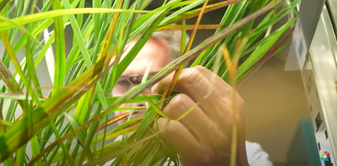 Man peeking behind grass.