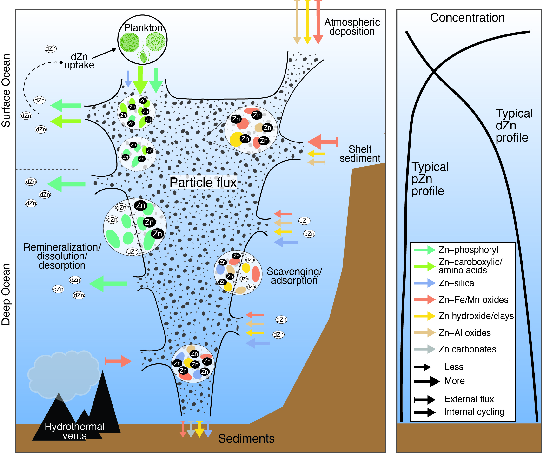 Diagram of zinc dynamics in the Southern Ocean.