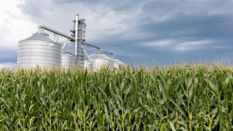 Image of cornfield 