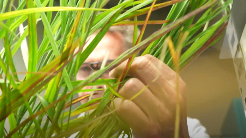 Man peeking behind some grass