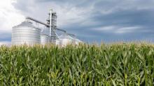 The eBERlight program at the Advanced Photon Source will enable research into many areas of biological and environmental science, including studies of crop growth for biofuels and biomanufacturing. (Image by Shutterstock/JJ. Gouin.)